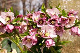 Hellebore