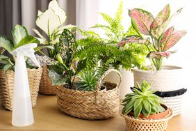 Houseplants with spray bottle