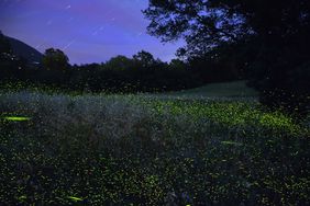 fireflies in a field at night