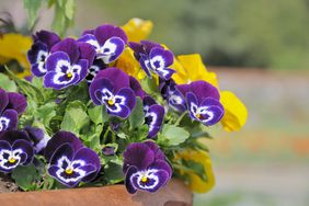 Pansies in window box