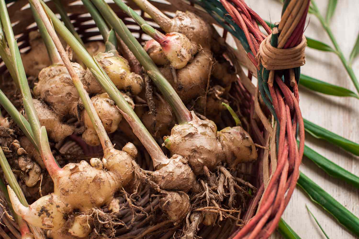 Still life close-up view of freshly harvested ginger on a basket indoors