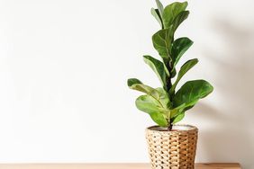 Ficus lyrata in a wicker pot