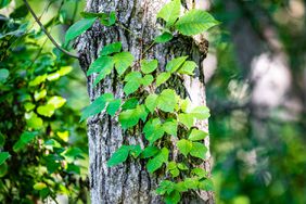 Poison Ivy climbing tree