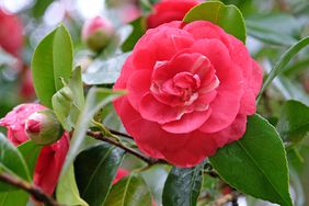 close up of a dark pink Japanese Camellias