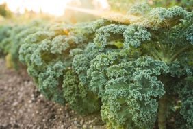 Kale growing in garden