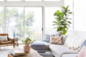 Living room with large fiddle leaf tree