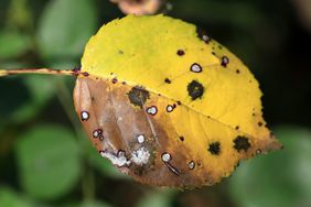 close up of leaf spots on a yellow leaf