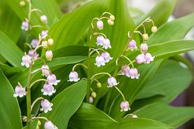 pale pink Lily of the Valley plant 