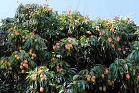 Lychee Tree