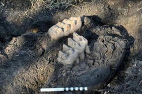 Mastodon jaw bone