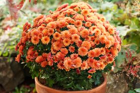 Mums in pot