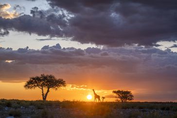 Namibia, Africa landscape with trees and giraffe. 