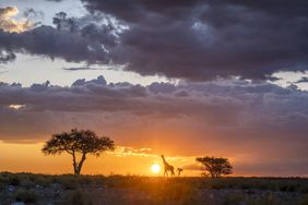 Namibia, Africa landscape with trees and giraffe. 