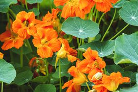 Nasturtium flowers