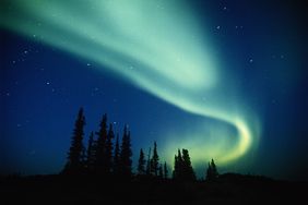 Northern lights in the sky with trees in the forefront. 