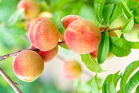 Ripe peaches on tree