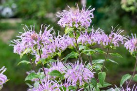 Bee Balm flowers