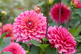 pink dahlias growing in a garden