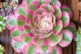 pink witch succulent