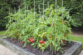 Tomato plants in raised beds