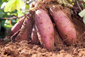 sweet potatoes growing in the soil