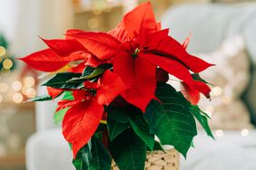 Pointsettia