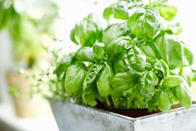 Potted basil