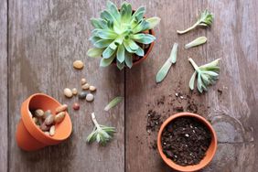 Propagating succulent 