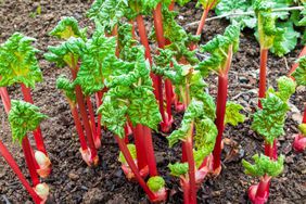 Rhubarb growing in garden