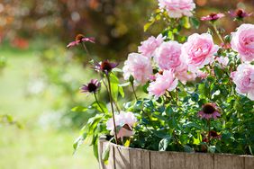 Roses in pot with coneflowe