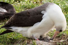 Laysan albatross