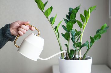 Person watering plant