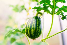 Small watermelon growing