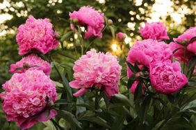 Peonies in the garden