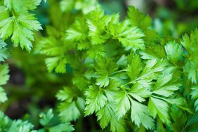 Parsley