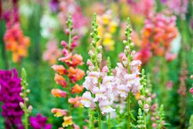 Colorful snapdragon flowers in a garden