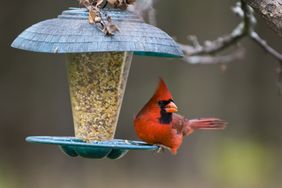 Northern Cardinal on Birdfeeder