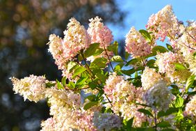 White and Pink Panicle Hydrangea Close Up