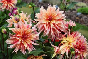 Peach Giant Decorative Dahlia 'labyrinth' in flower