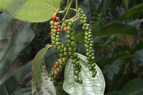 Closeup of green peppercorns still on the vine