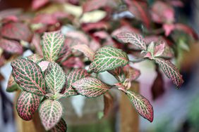 closeup of pink and green fittonia plant