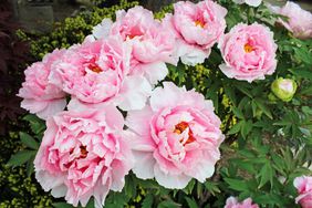 Pink peony flowers in the garden