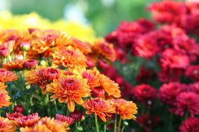 orange and red chrysanthemums in garden