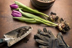 Tulip bulbs in front of a pot