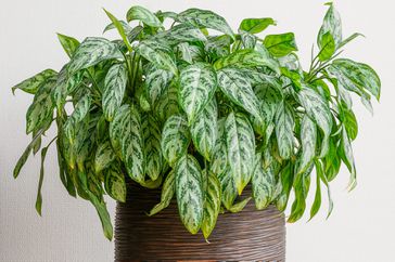 Chinese evergreen plant