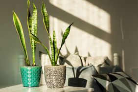 snake plant blocking sun in room