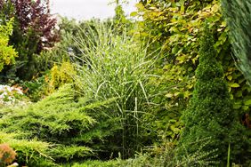 Miscanthus in garden