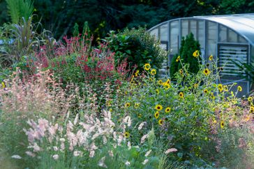 Wild flowers in a field. 