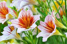 Painted-tongue flower