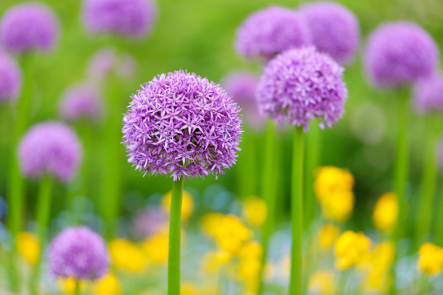 Allium Ornamental Onion